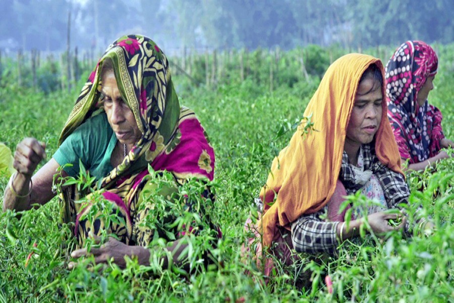 Women farmers busy collecting green chilli from a field at Sadar upazila in Jamalpur district recently —FE photo