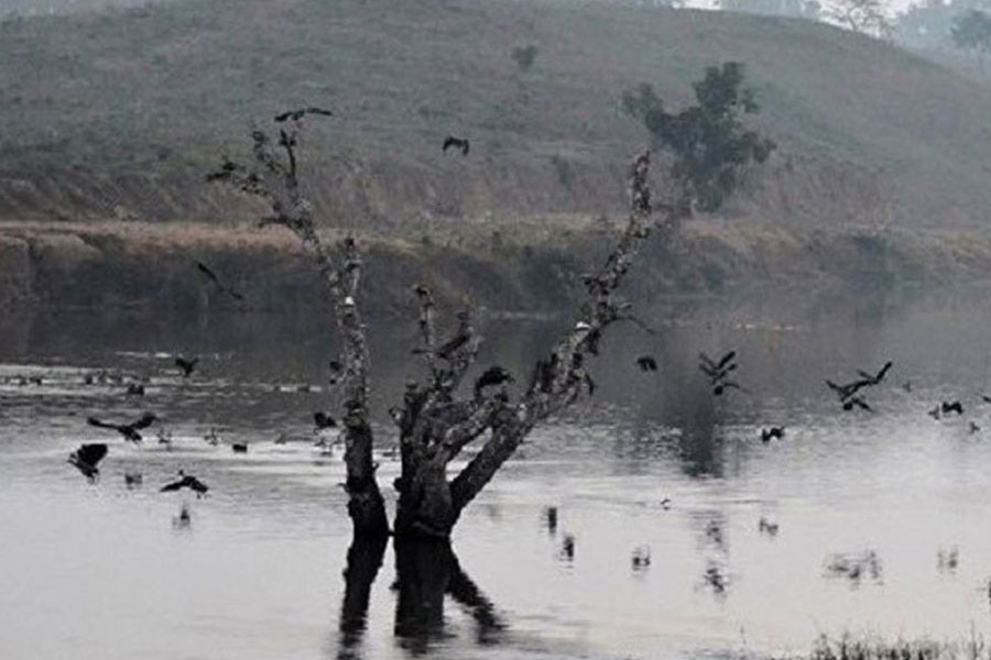 Migratory birds flying around the Patrokhola Lake in Komolganj upazila of Moulvibazar — FE Photo
