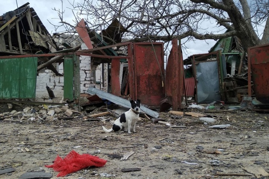 A dog is seen in front of a house damaged by shelling during Ukraine-Russia conflict in the village of Marhalivka in the Kyiv region, Ukraine Mar 6, 2022. REUTERS/Oleg Pereverzev