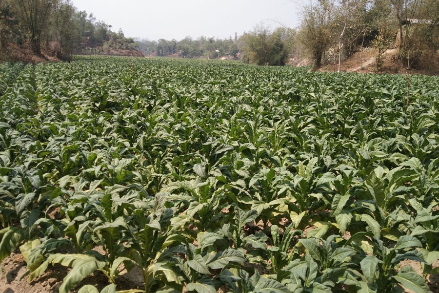 Partial view of a tobacco field in Chakoria upazila of Cox's Bazar — FE Photo