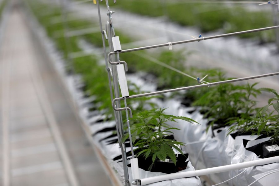 Cannabis plants grow inside the Tilray factory hothouse in Cantanhede, Portugal April 24, 2019. REUTERS/Rafael Marchante/File Photo