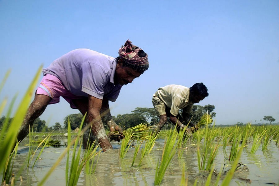 Protecting boro crop from flash flood   