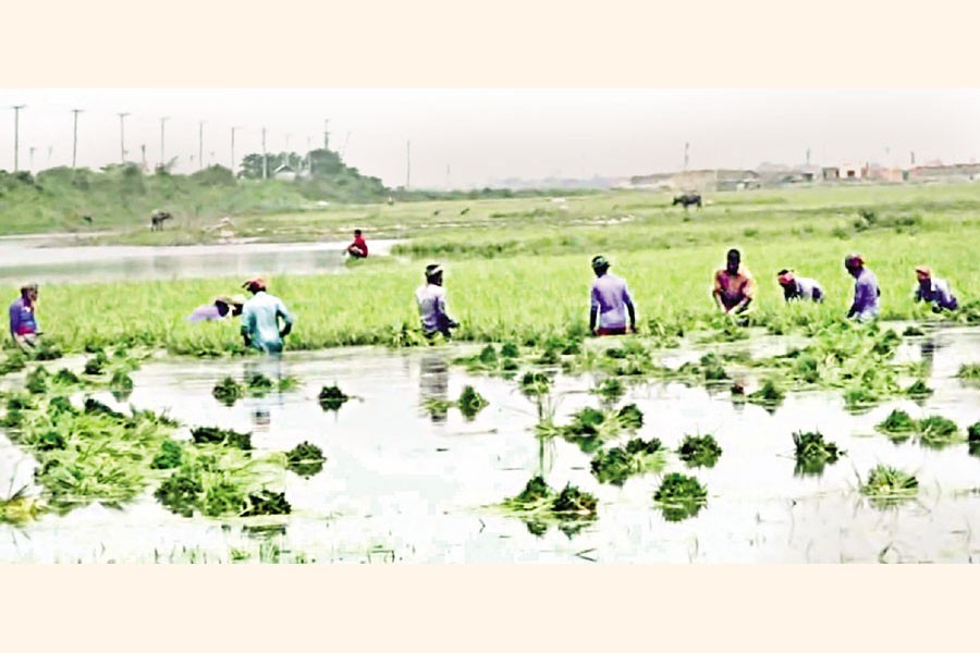 Flash floods in Haor areas of Nasirnagar upazila in Brahmanbaria take the smile off faces of farmers who see most of their crops get damaged. Now they try to harvest the remaining crops. The photo was taken on Friday — Focus Bangla