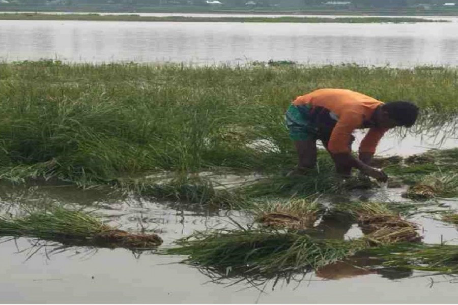 Flash floods damage crops worth Tk 1.0b in Sunamganj