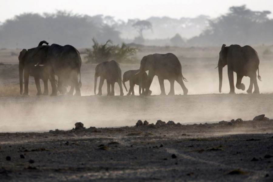 A family of elephants walk to a water pond at dusk in Amboseli national park, 290 km (188 miles) southeast of capital Nairobi, File. REUTERS/Goran Tomasevic