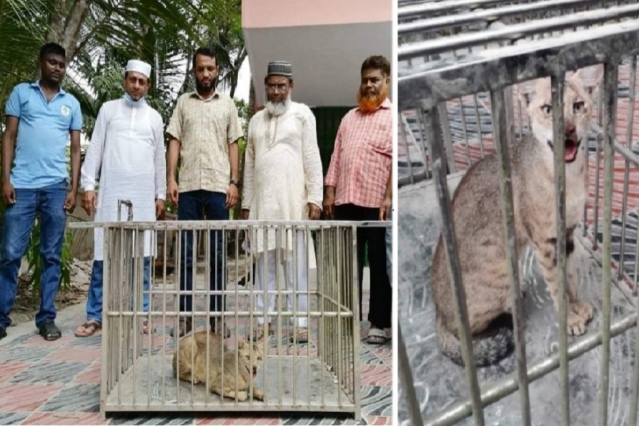 Endangered jungle cat rescued in Bhola