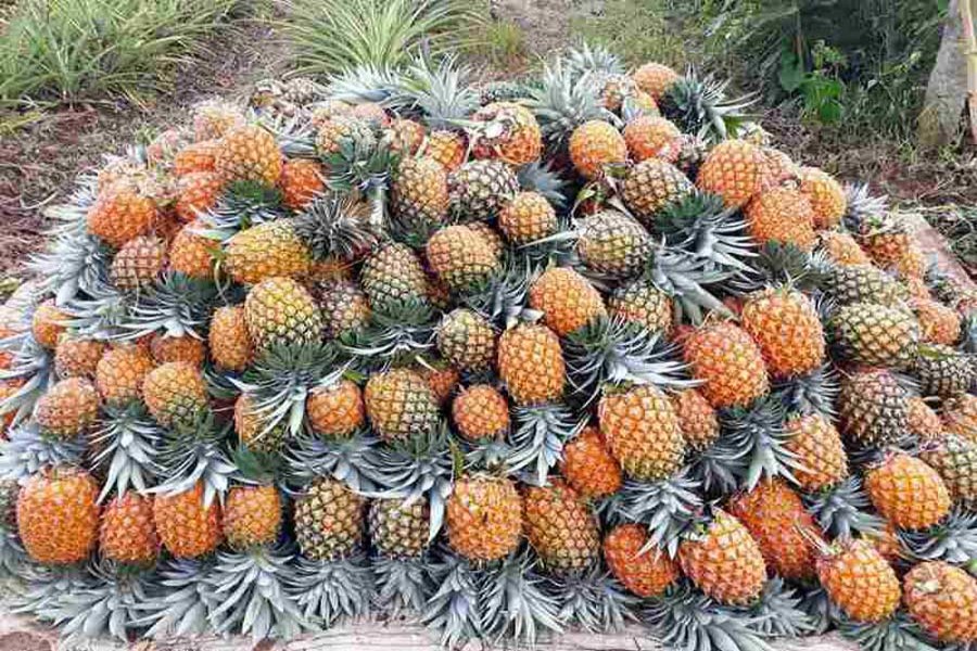 Pineapple farming makes Narsingdi farmers happy