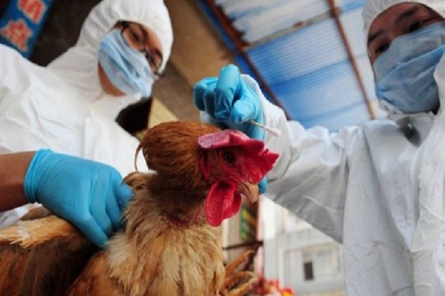 China reports first human case of H3N8 bird flu