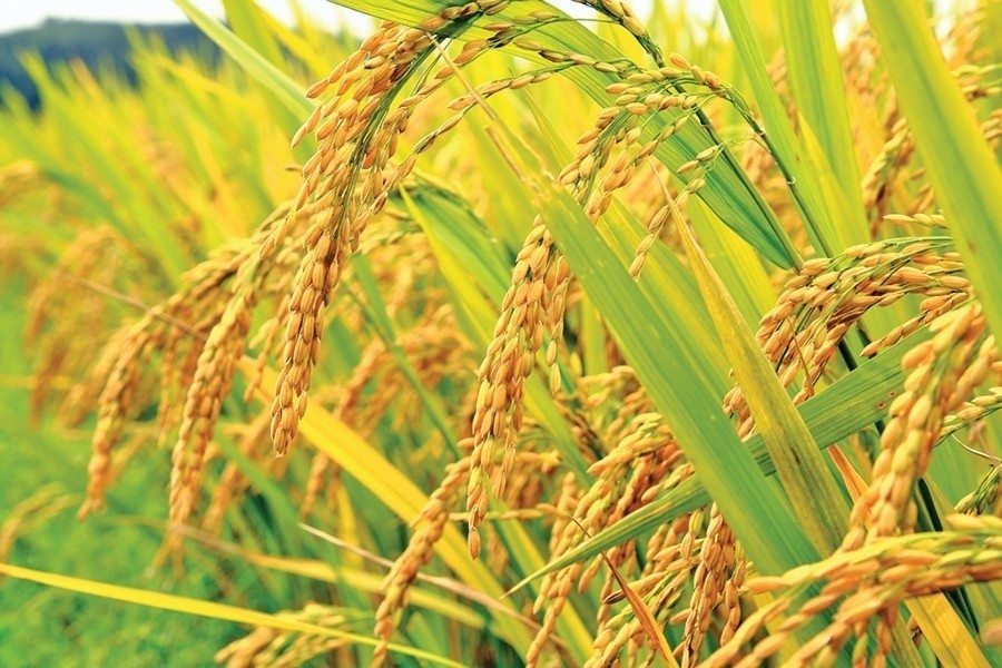 90pc of Boro paddy in haor areas harvested