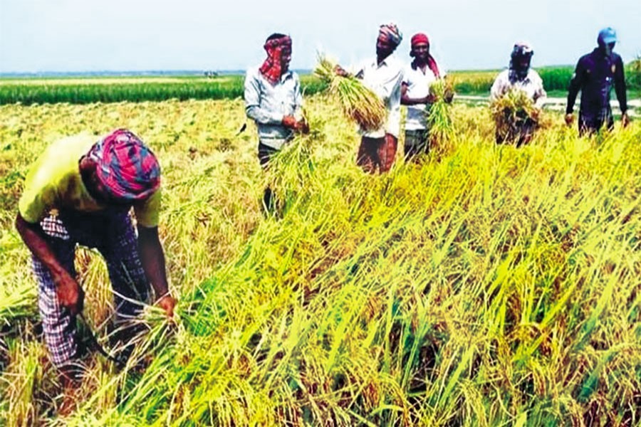 90pc of haor paddy harvested