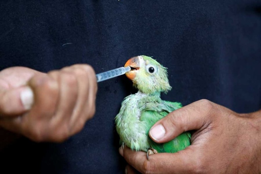 A caretaker feeds water mixed with multivitamins to a parakeet after it was dehydrated due to heat at Jivdaya Charitable Trust, a non-governmental rehabilitation centre for birds and animals, during hot weather in Ahmedabad, India, May 11, 2022 — Reuters