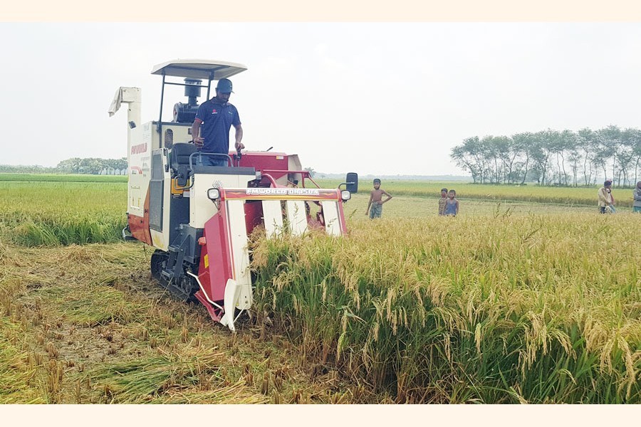 Farmers harvesting paddy by using a harvester in a field at Nishchintopur in Magura Sadar upazila — FE Photo