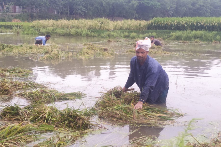 Rain damages ready-to-harvest paddy in Kurigram