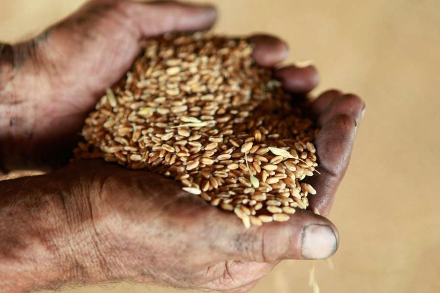 Food directorate struggles to collect wheat as price increases in open market