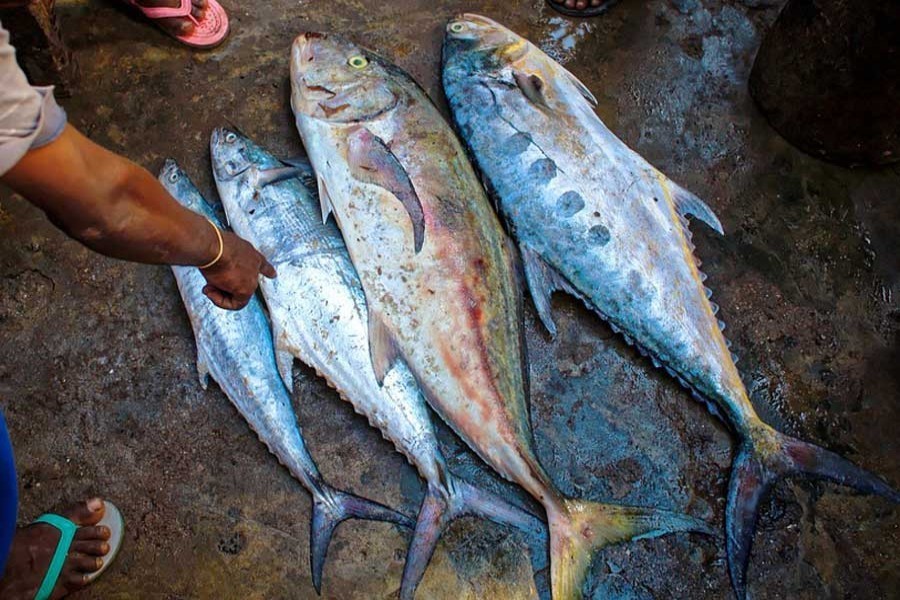 Should there be a ban on marine fish import?