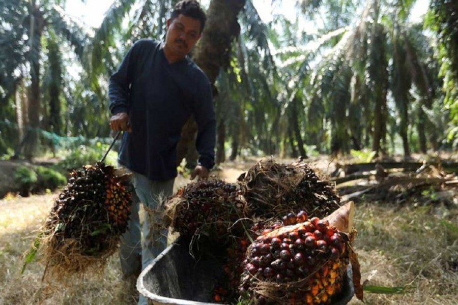 A worker loads fresh fruit bunches of oil palm tree into a wheelbarrow during harvest at a palm oil plantation in Kuala Selangor, Selangor, Malaysia Apr 26, 2022. REUTERS/Hasnoor Hussain