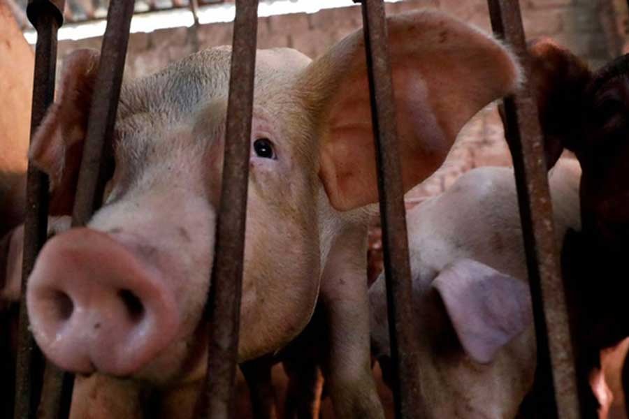 Vietnam says it develops African swine fever vaccine for commercial use