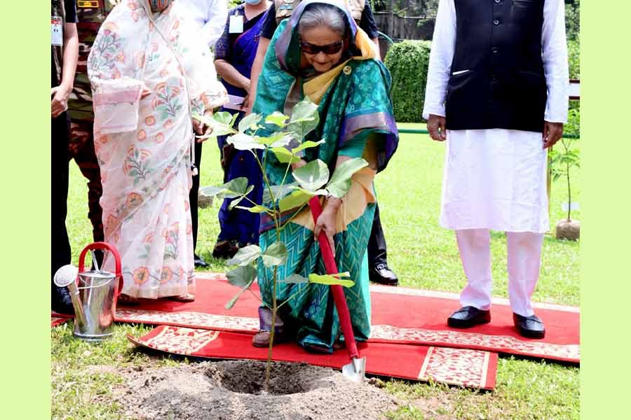 Prime Minister Sheikh Hasina planting a sapling on the Ganabhaban premise after virtually inaugurating World Environment Day and Environment Fair-2022, National Tree Plantation Campaign and Tree Fair 2022 on Sunday –PID Photo