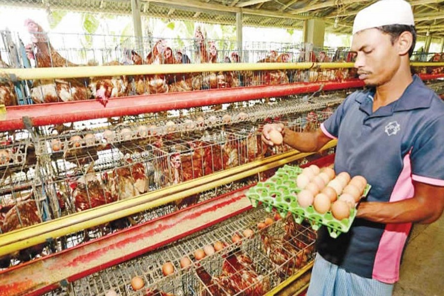 ‘Ensure int'l safety standard in poultry industry’