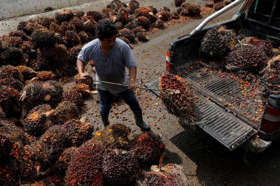 A man unloads fresh fruit bunches of oil palm at the fruit collection centre for smallholders in Banting, Selangor, Malaysia on June 10, 2022 — Reuters photo