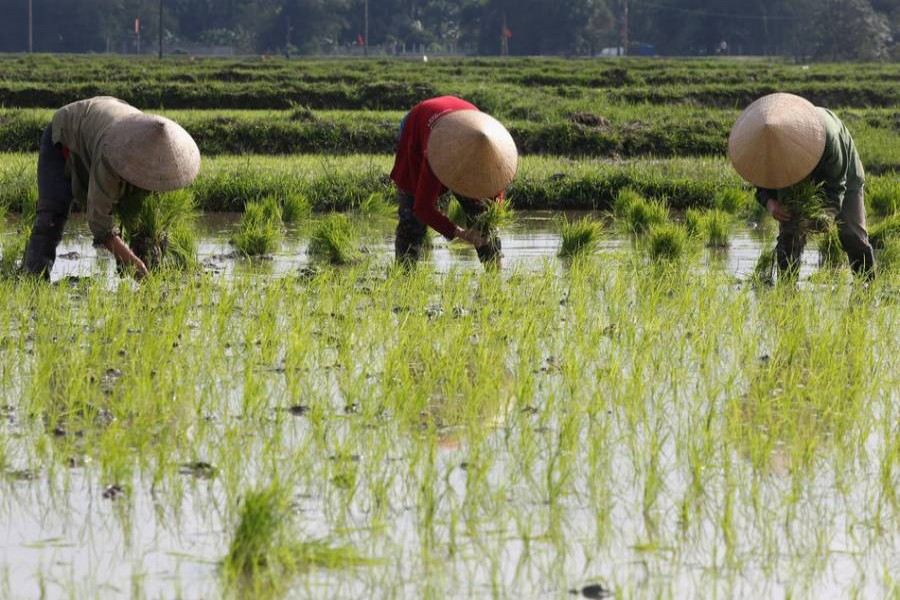 Sri Lankan paddy farmers cultivate more than expected  