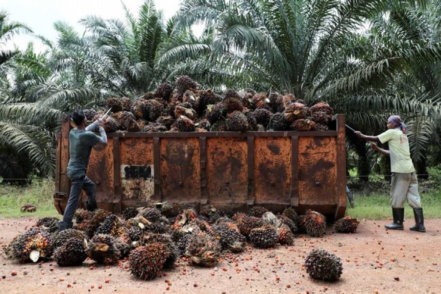 Workers load palm oil fruit bunches at an oil palm plantation in Slim River, Malaysia Aug 12, 2021. REUTERS/Lim Huey Teng/File