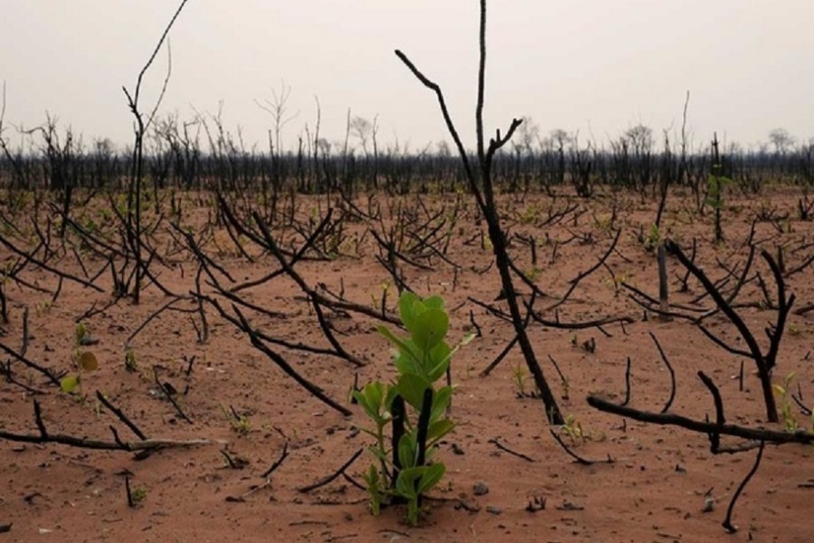 Plants are seen in a burned forest at the Nembi Guasu conservation area in Charagua, Bolivia, Sept 24, 2019. REUTERS/David Mercado