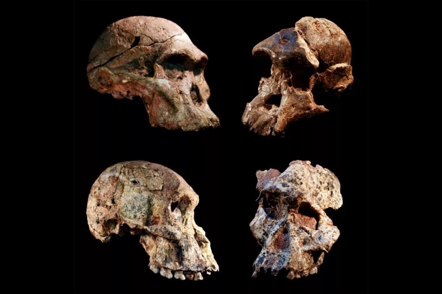 Fossils of our earliest ancestors in the "cradle of humankind" are a million years older than previously thought, according to new research. This image shows four different Australopithecus crania that were found in the Sterkfontein caves in South Africa. JASON HEATON, RONALD CLARKE/DITSONG MUSEUM OF NATURAL HISTORY