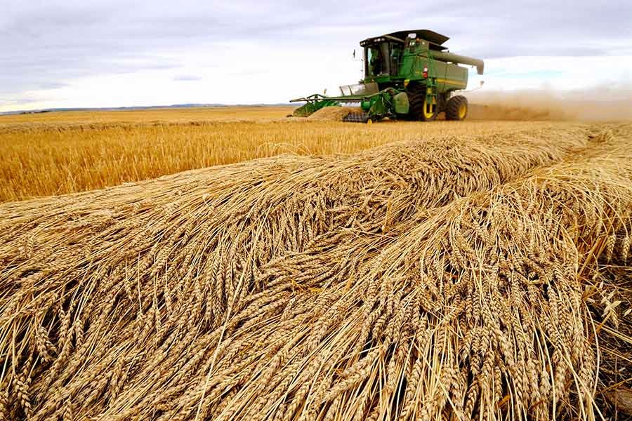 Millions risk malnutrition as wheat prices surge, warn FAO and OECD