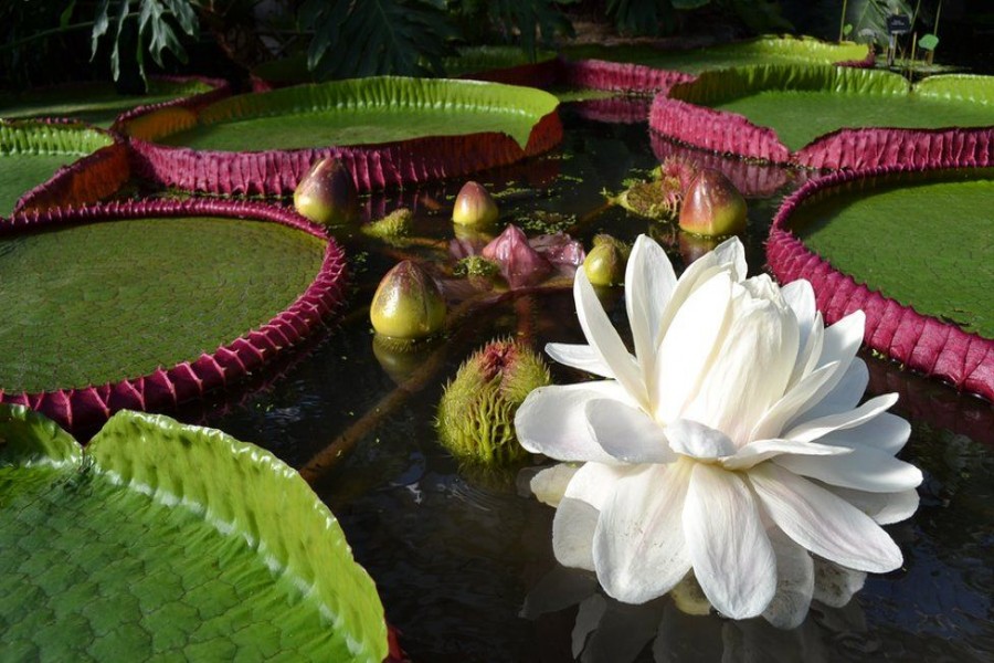 The stunning flowers of the new species only come out at night - Lucy Smith