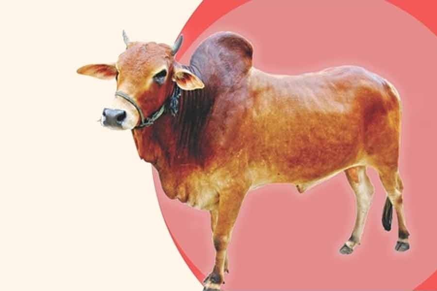 9.95 million cattle sacrificed on Eid-ul-Azha 