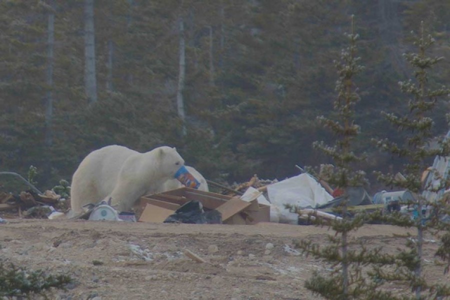 Bears forage for garbage near a small community on the coast of Hudson Bay, Canada, in this screengrab from a video taken in 2021. Bears often end up eating non-inedible material like plastics which can cause blockages. Polar Bears International/Handout via REUTERS