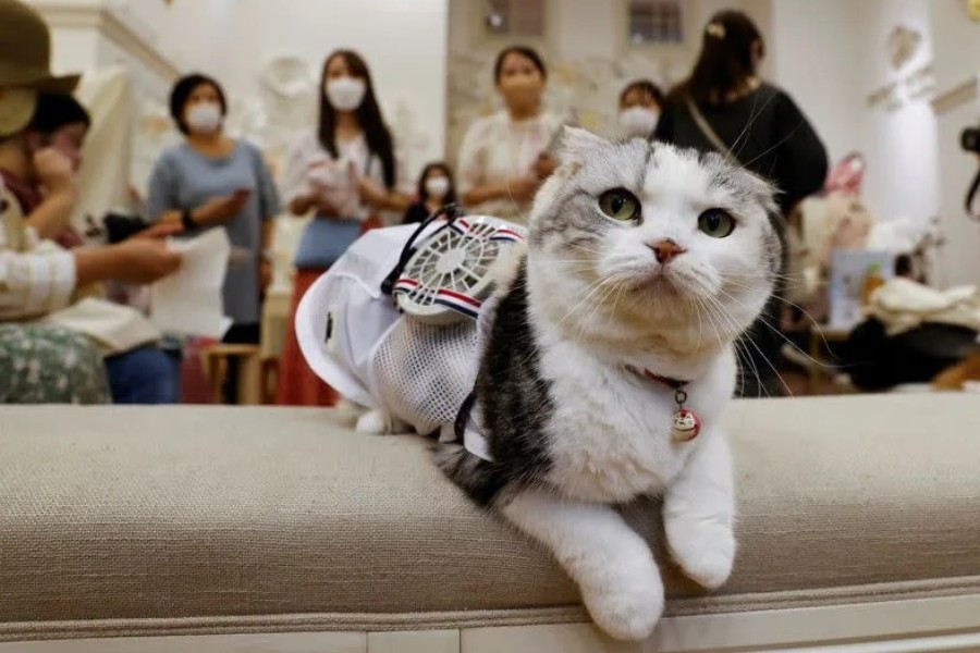 A pet cat Sun is seen with wearable battery-powered 'air conditioner' for pets in Tokyo, Japan - Reuters