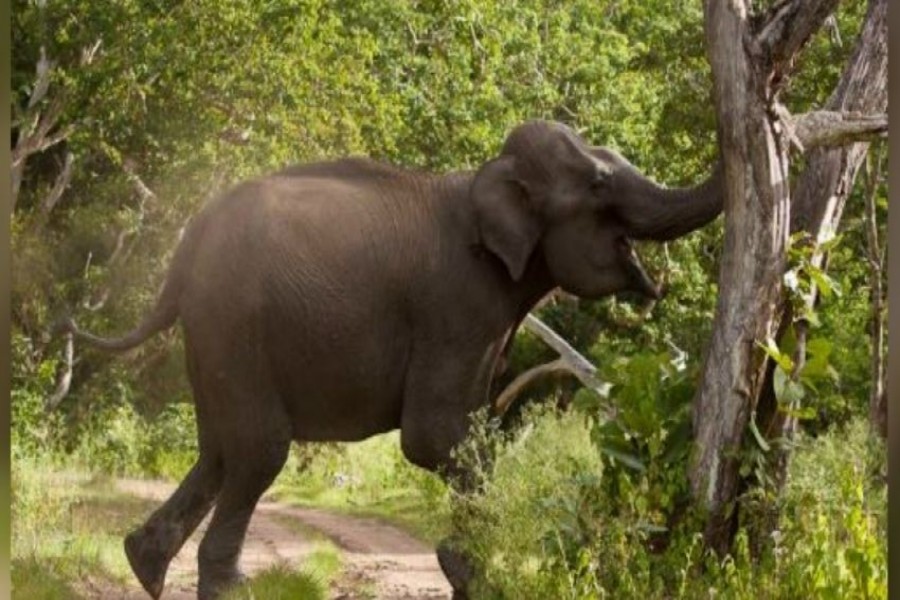 Sherpur farmer killed in wild elephant attack