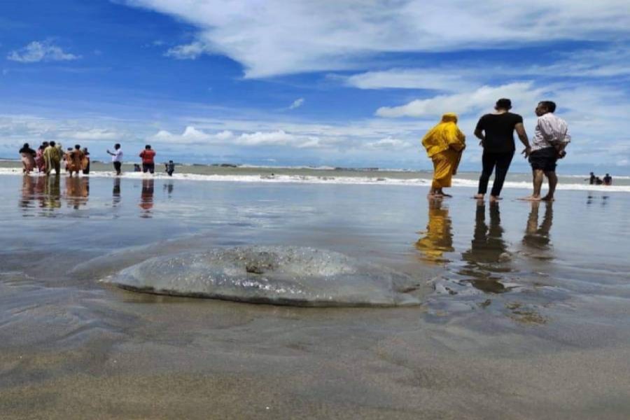 Hundreds of Jellyfish carcasses wash ashore on Cox’s Bazar beach 