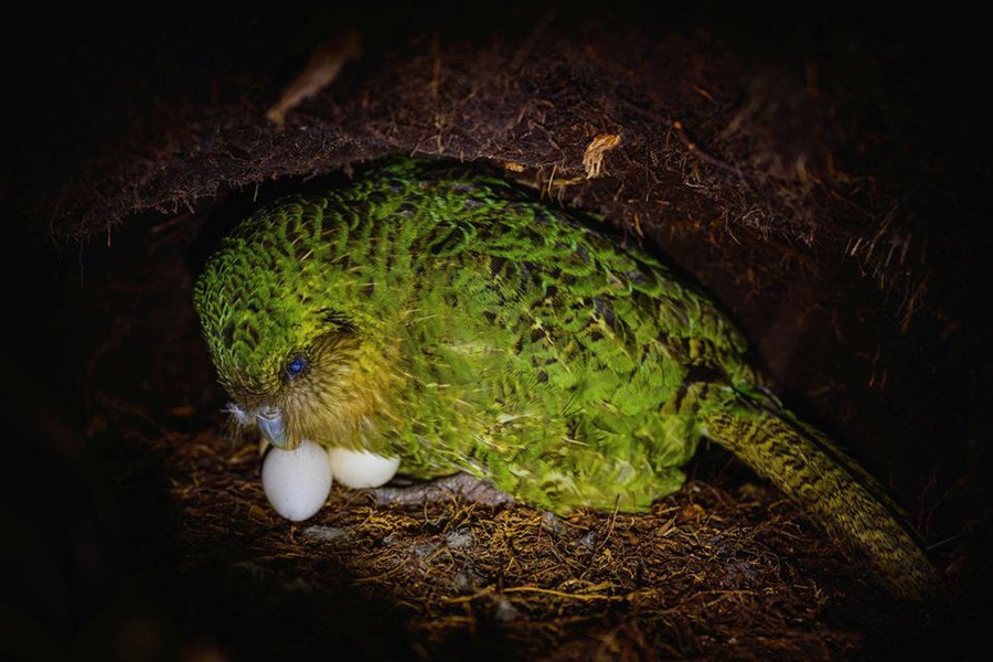 A Kakapo parrot sitting on its eggs in New Zealand -Reuters file photo