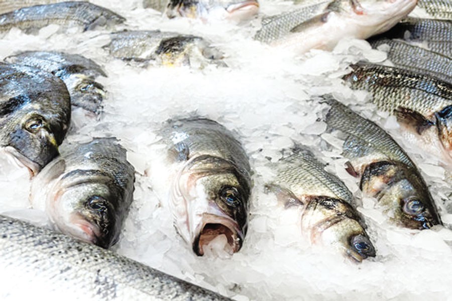 Call for cash incentive for chilled fish exports