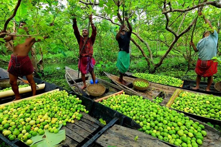 The floating guava markets in Bangladesh