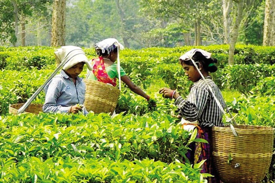 Tea workers prefer rice instead of wheat at subsidised rate