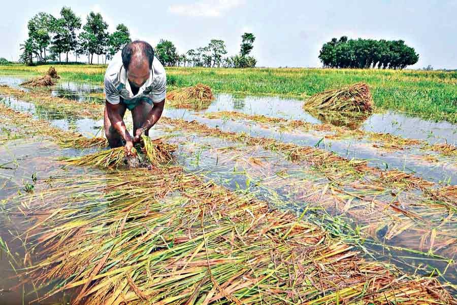 A farmer harvesting his paddy yet to ripen fully in Bogura on May 5 in 2019 in the wake of the cyclone Fani that flattened the field with the crops going under water — Focus Bangla file photo