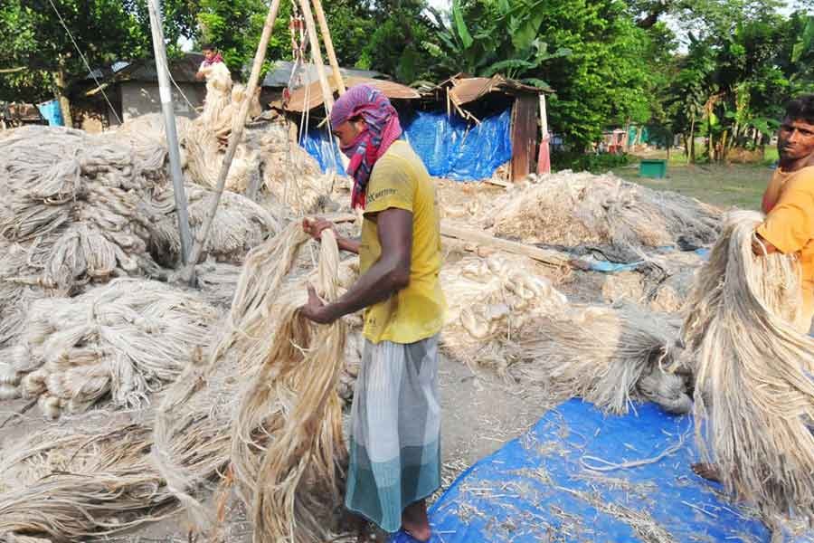 Farmers busy processing jute at Sariakandi village in Bogura district — Focus Bangla file photo