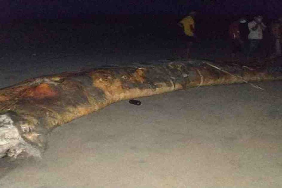 Baleen whale, dolphin carcass wash ashore on Kuakata beach