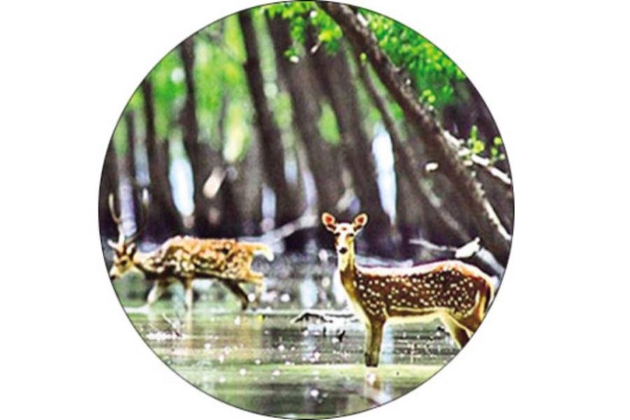 Reviving the Sundarbans' glory