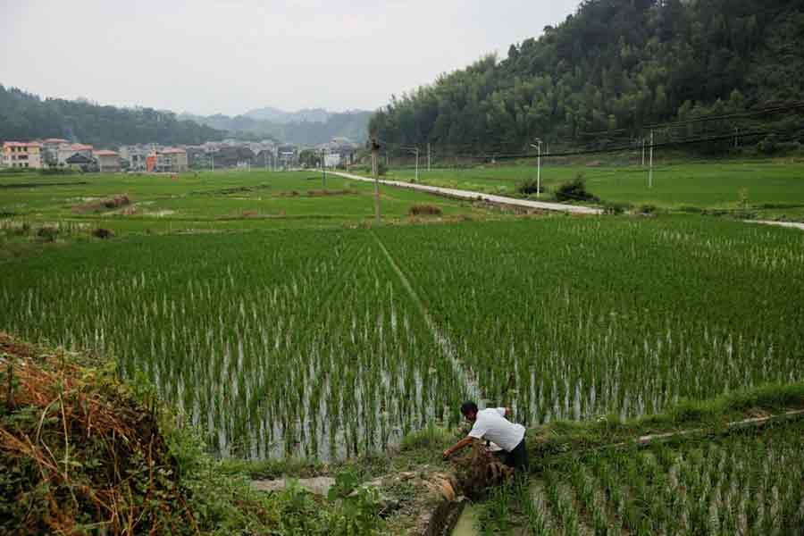A farmer tending to his rice field in the village of Yangchao in Liping County in China last year –Reuters file photo