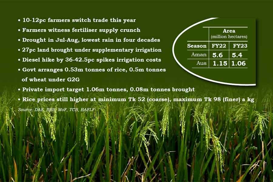 Rice acreage declines both in Aus and Aman season