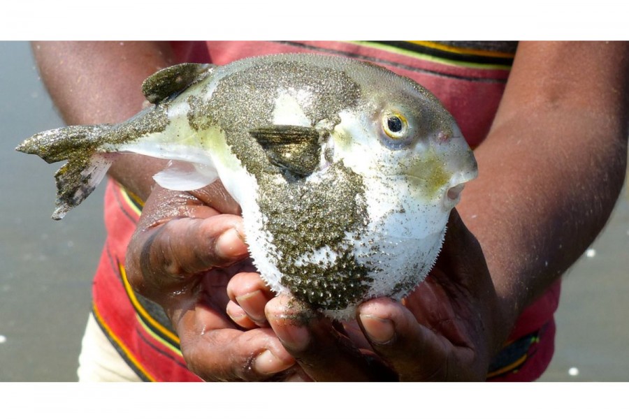 Mother, son die after eating pufferfish in Khulna