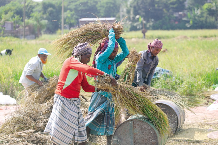 Farmers are threshing paddy manually at a village.—FE Photo