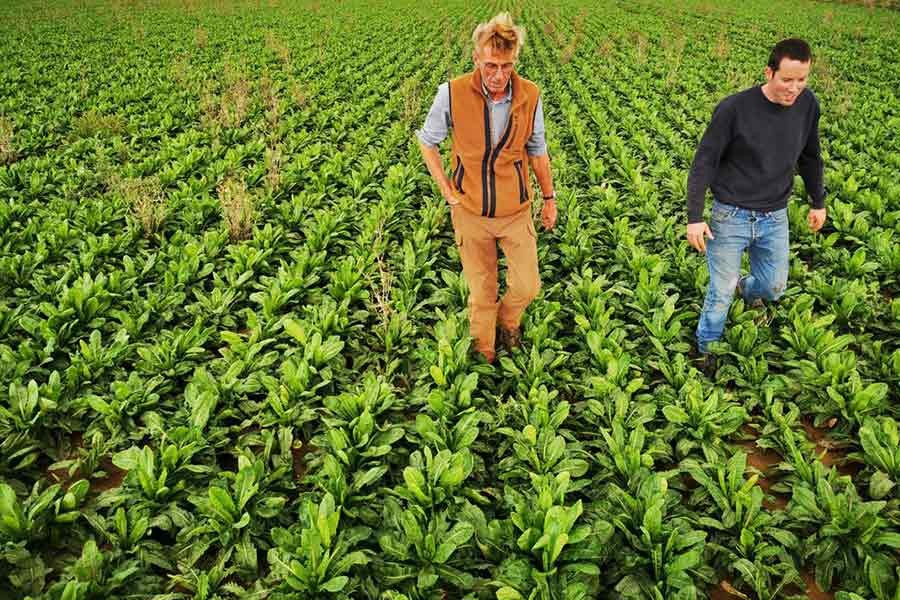 Europe's vegetable farmers warn of shortages as energy crisis bites