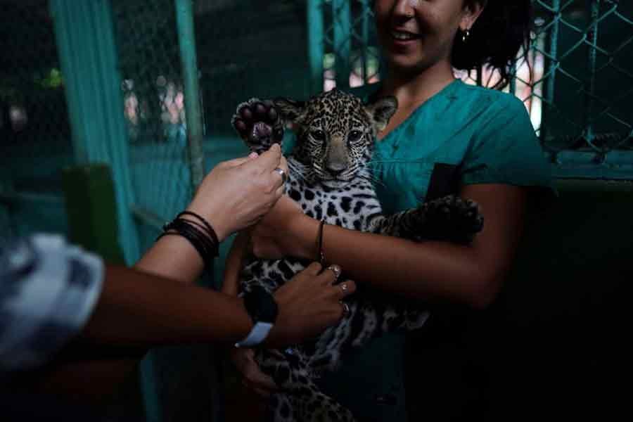 A group of partial hearing visitors touching a four-month-old jaguar cub named Cindy at the Cuba's national zoo in Havana on September 21 this year –Reuters file photo