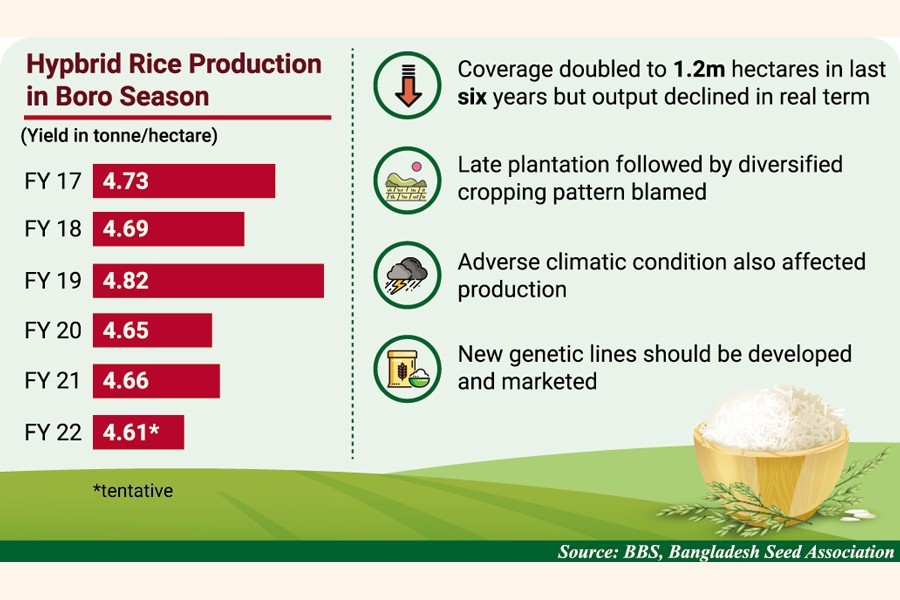 Hybrid rice yield on decline